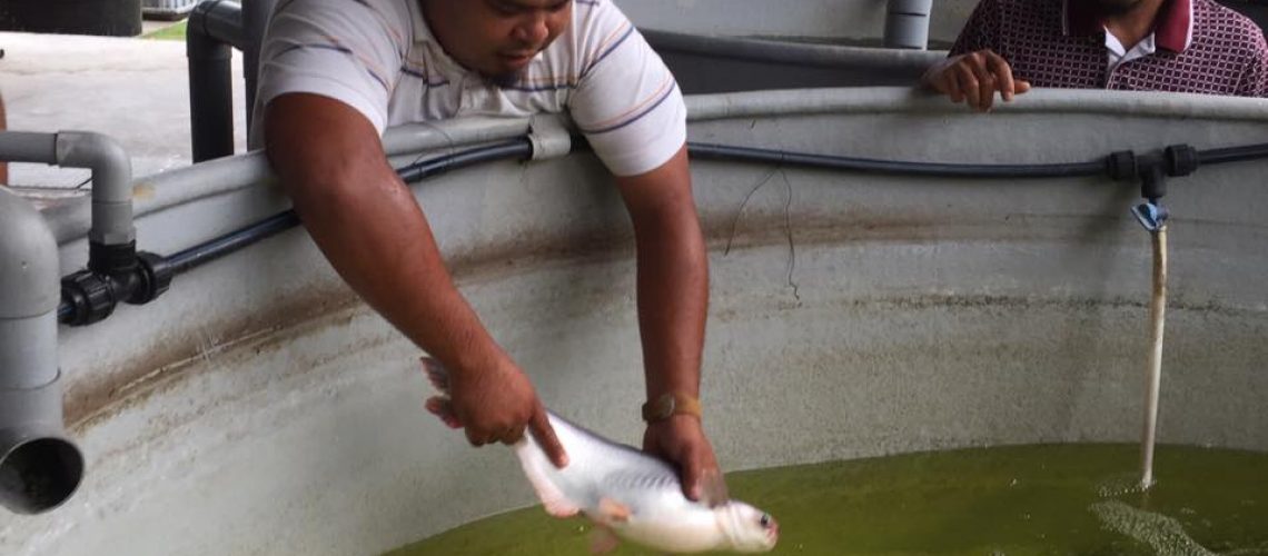 BAKA-IKAN-PATIN-BARU-DIKAJI